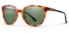 Picture of Smith Sunglasses CHEETAH/S